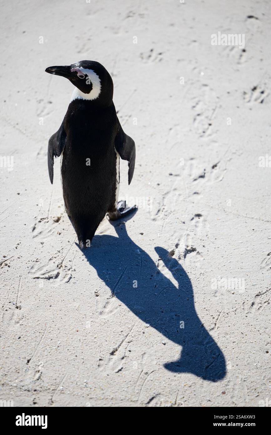 Un seul pingouin africain debout sur un sol sablonneux, projetant une longue ombre dans la lumière du soleil, avec des empreintes de pas dispersées en arrière-plan. Banque D'Images