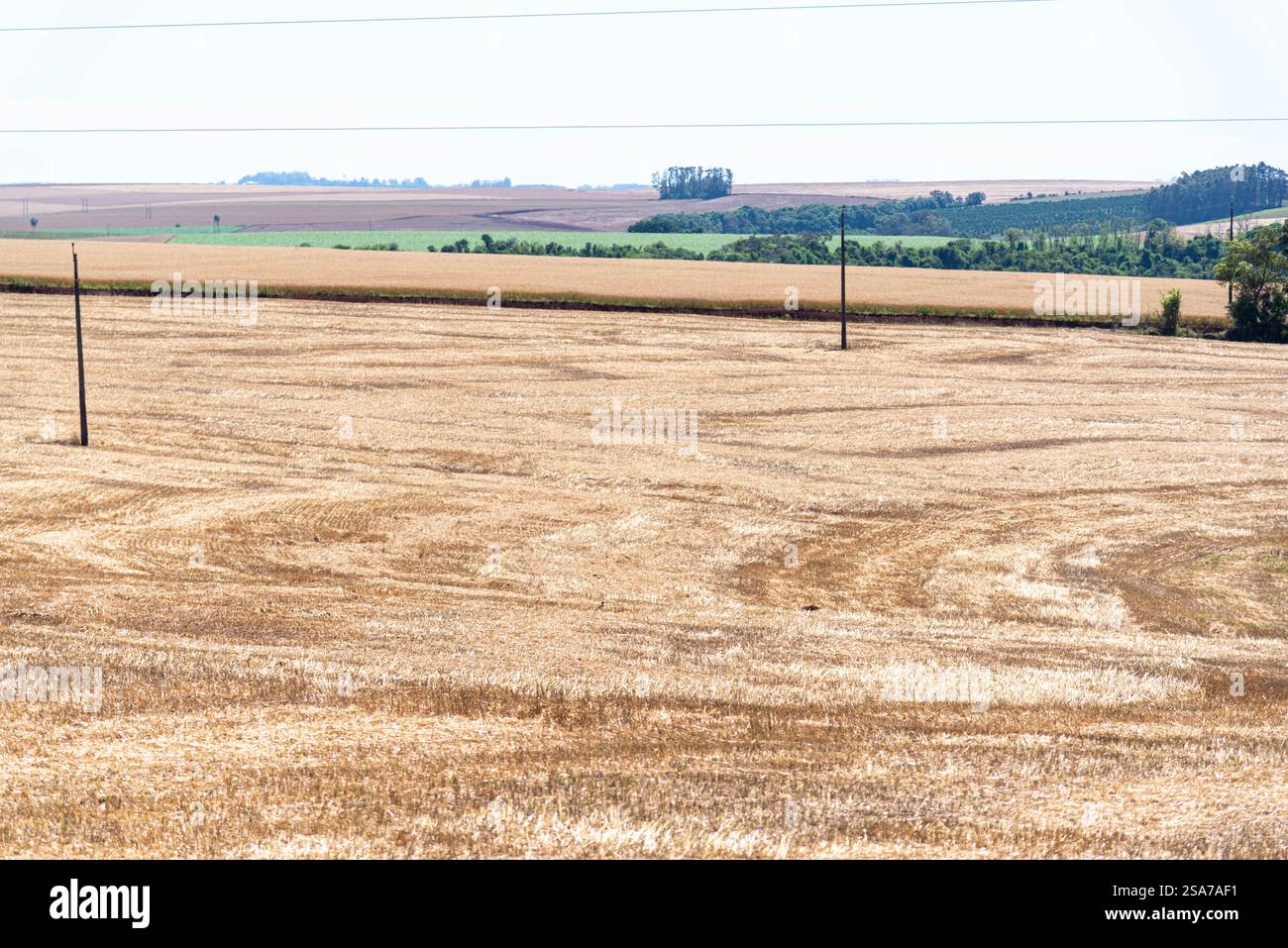 Champs de production agricole dans le sud du Brésil. Banque D'Images