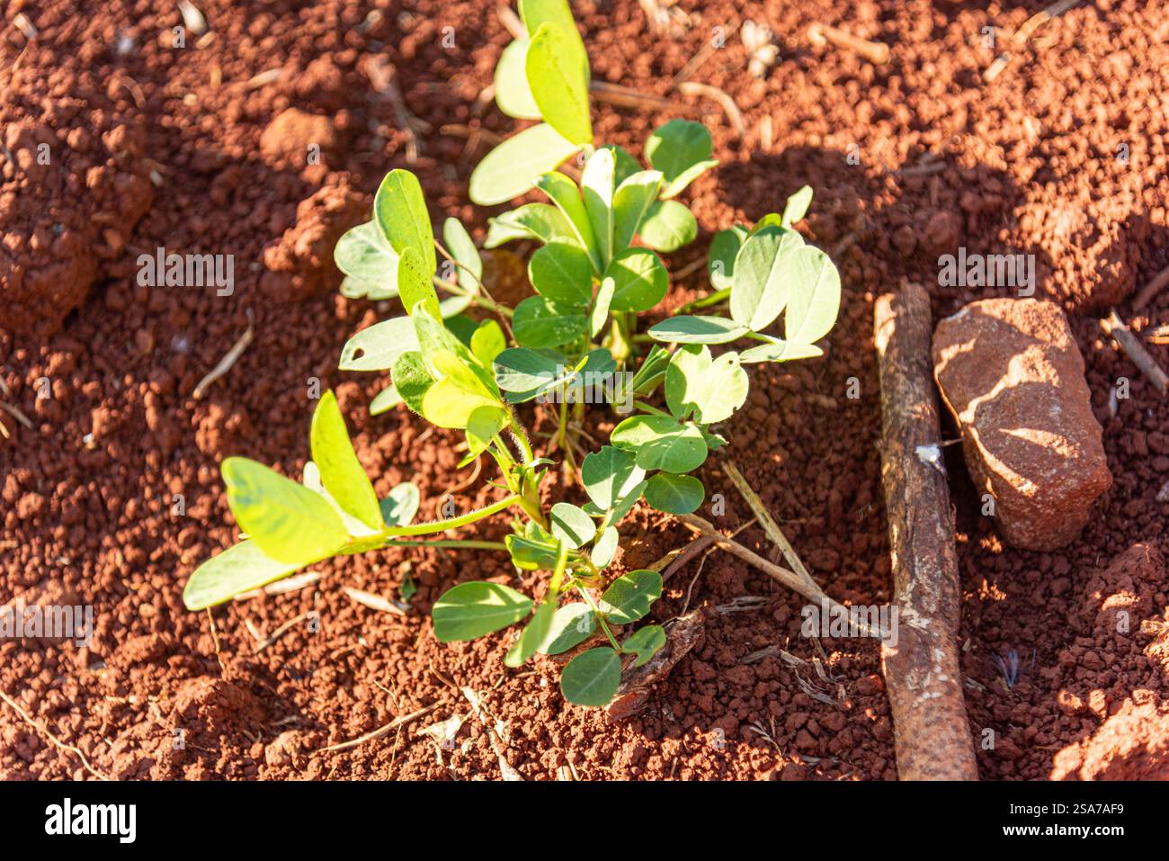 Arachis hypogaea feuilles et plante. Banque D'Images