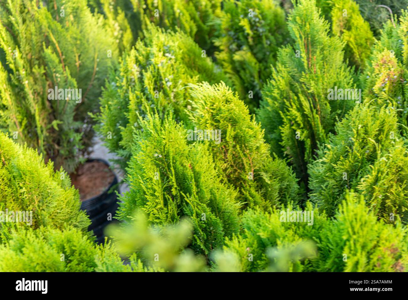 Semis d'arbres Cupressus sempervirens. Banque D'Images