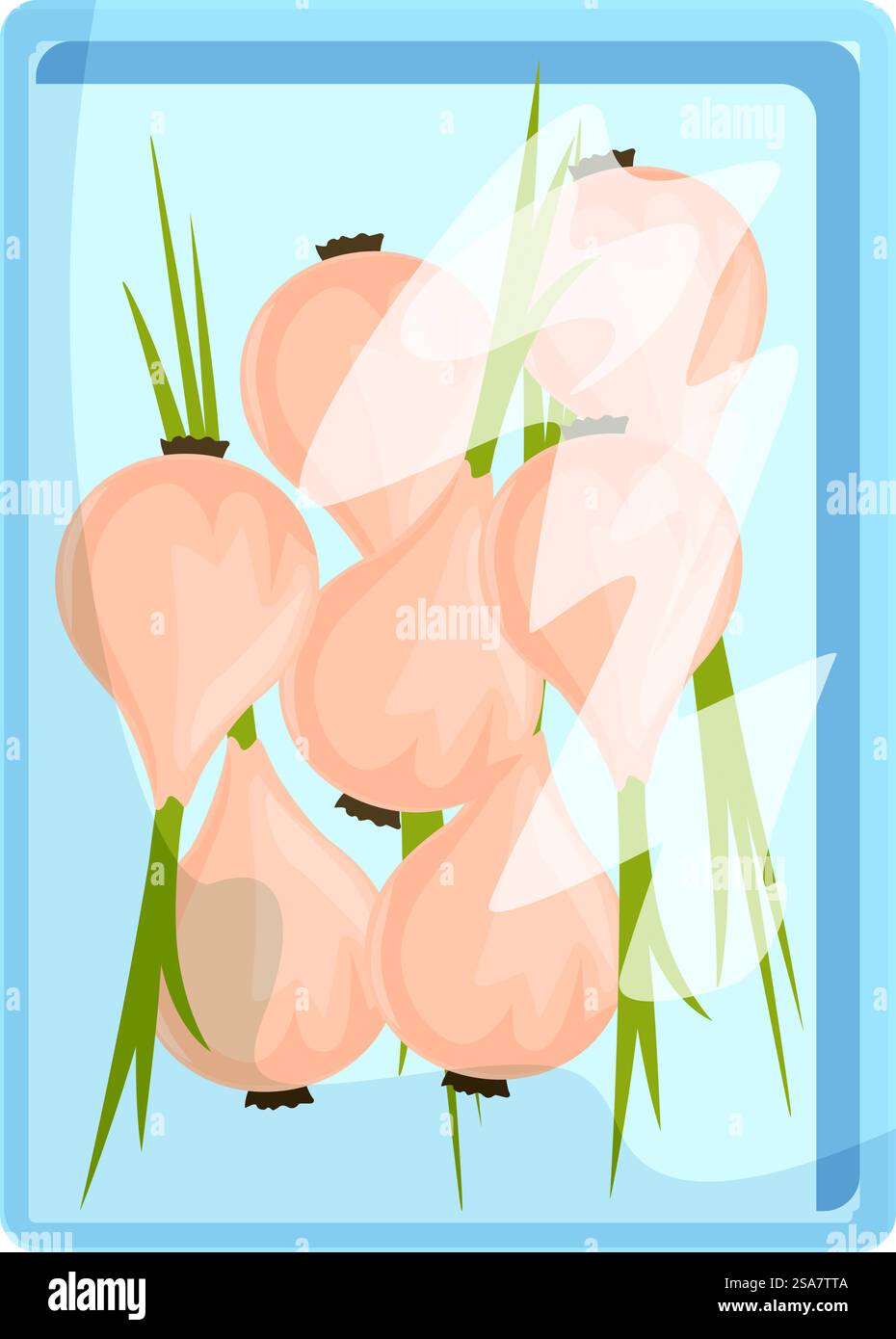 Oignons fraîchement cueillis, emballés ensemble et emballés dans du plastique, prêts à être expédiés aux épiceries et aux marchés. Oignons fraîchement cueillis emballés et prêts pour la vente au détail Illustration de Vecteur