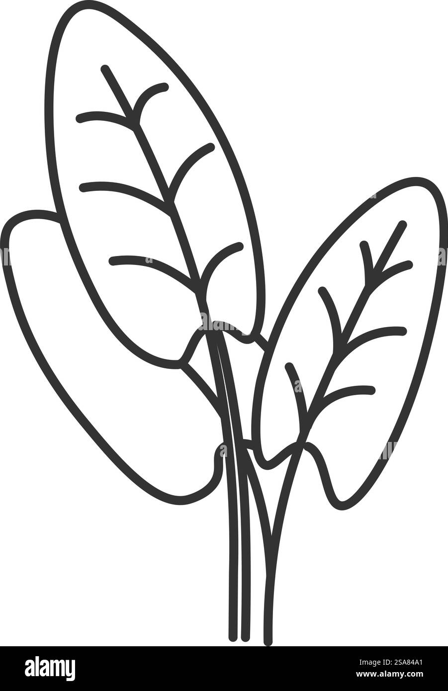 Feuilles biologiques et naturelles de plante d'épinards. Dessin d'épices et d'herbes pour la cuisson et la préparation des aliments, des plats pour manger et un régime. Icône de contour monochrome isolé. Vecteur dans le style plat. Feuilles d'épinards pour la cuisson des salades, repas savoureux Illustration de Vecteur
