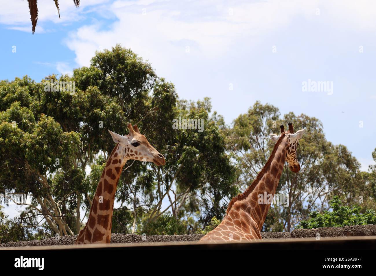 deux girafes contre des arbres verts sous des cieux nuageux (ciel) Banque D'Images