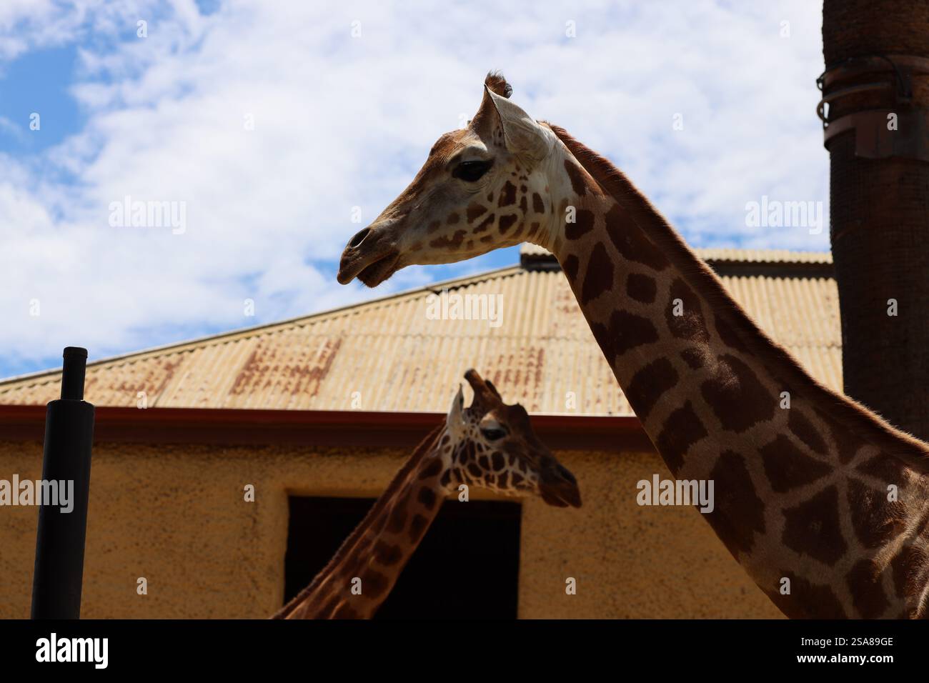 deux girafes de profil contre la construction de stuc sous un ciel principalement nuageux (ciel) Banque D'Images