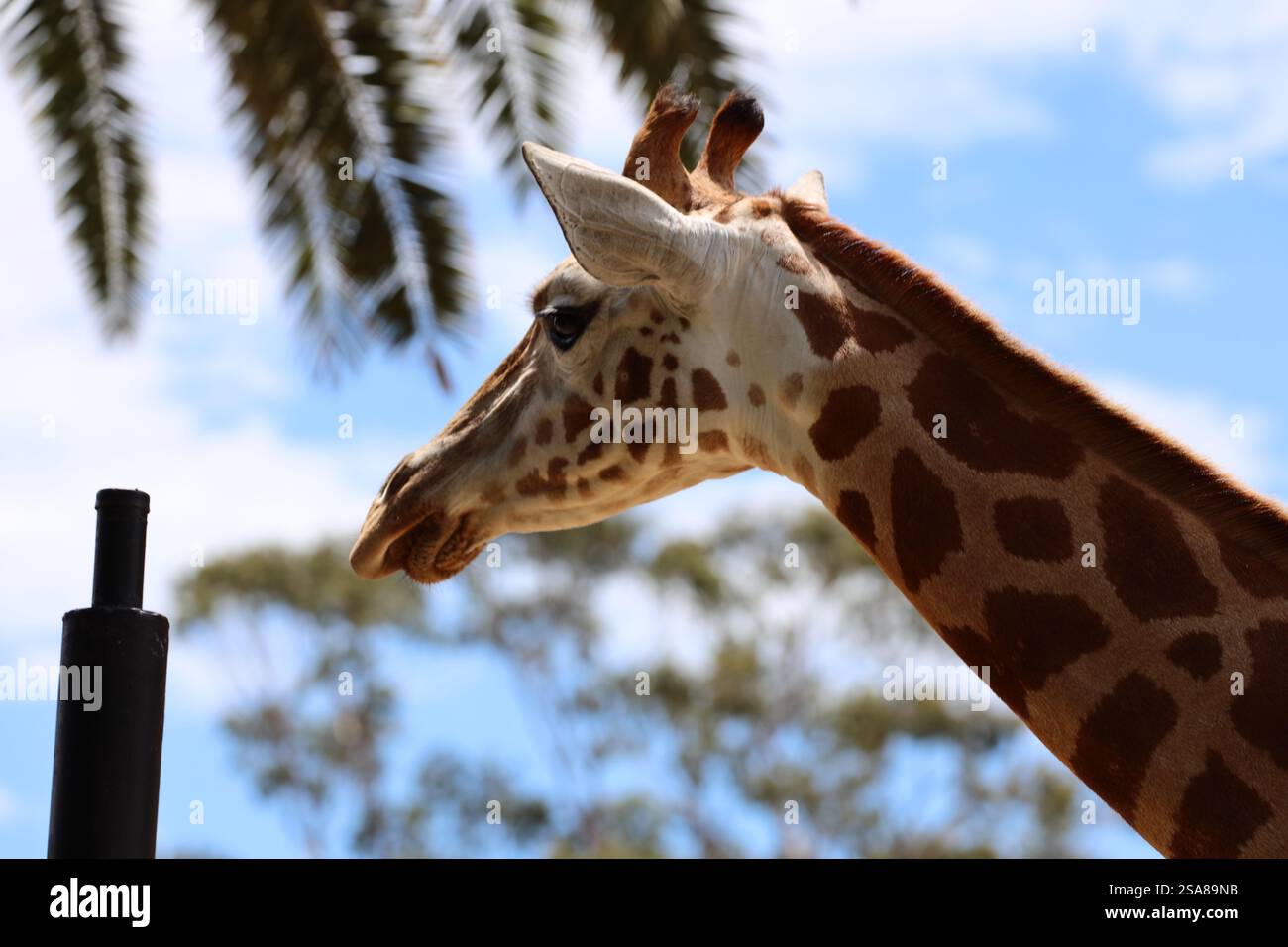 gros plan girafe de profil contre un ciel nuageux (ciel) Banque D'Images
