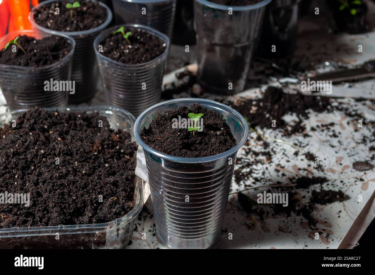 Un petit germe vert émerge d'un sol sombre dans une tasse en plastique transparent, entouré d'autres tasses similaires et de terre renversée. Banque D'Images