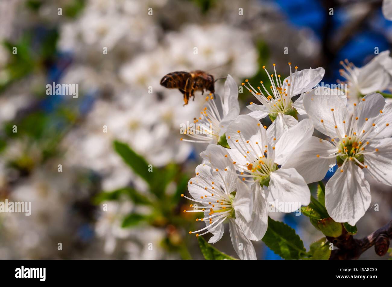 Une abeille en vol s'approche d'un amas de délicates fleurs de cerisier blanc au printemps. Banque D'Images