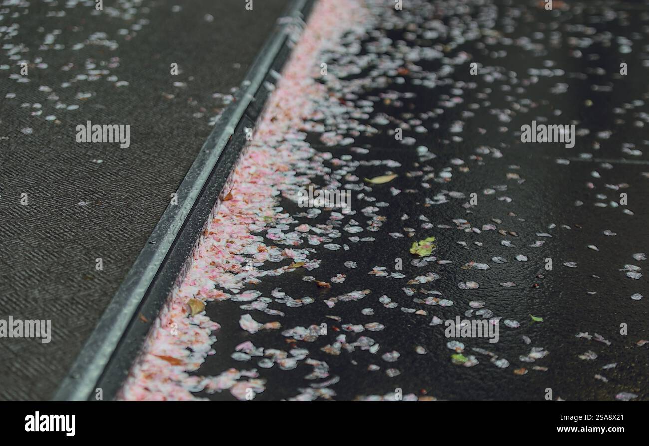 Focalisation sélective sur une partie de la rue et le trottoir bordés de pétales de fleurs de cerisier tombées humides après une pluie printanière à Tokyo Banque D'Images