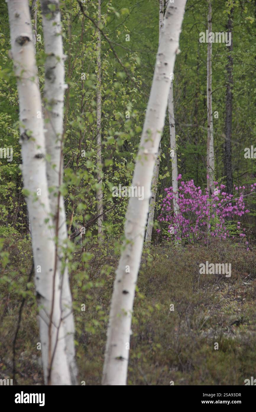Bouleaux blancs poussant dans une forêt luxuriante avec un buisson rhododendrons fleuri avec des fleurs roses vibrantes Banque D'Images