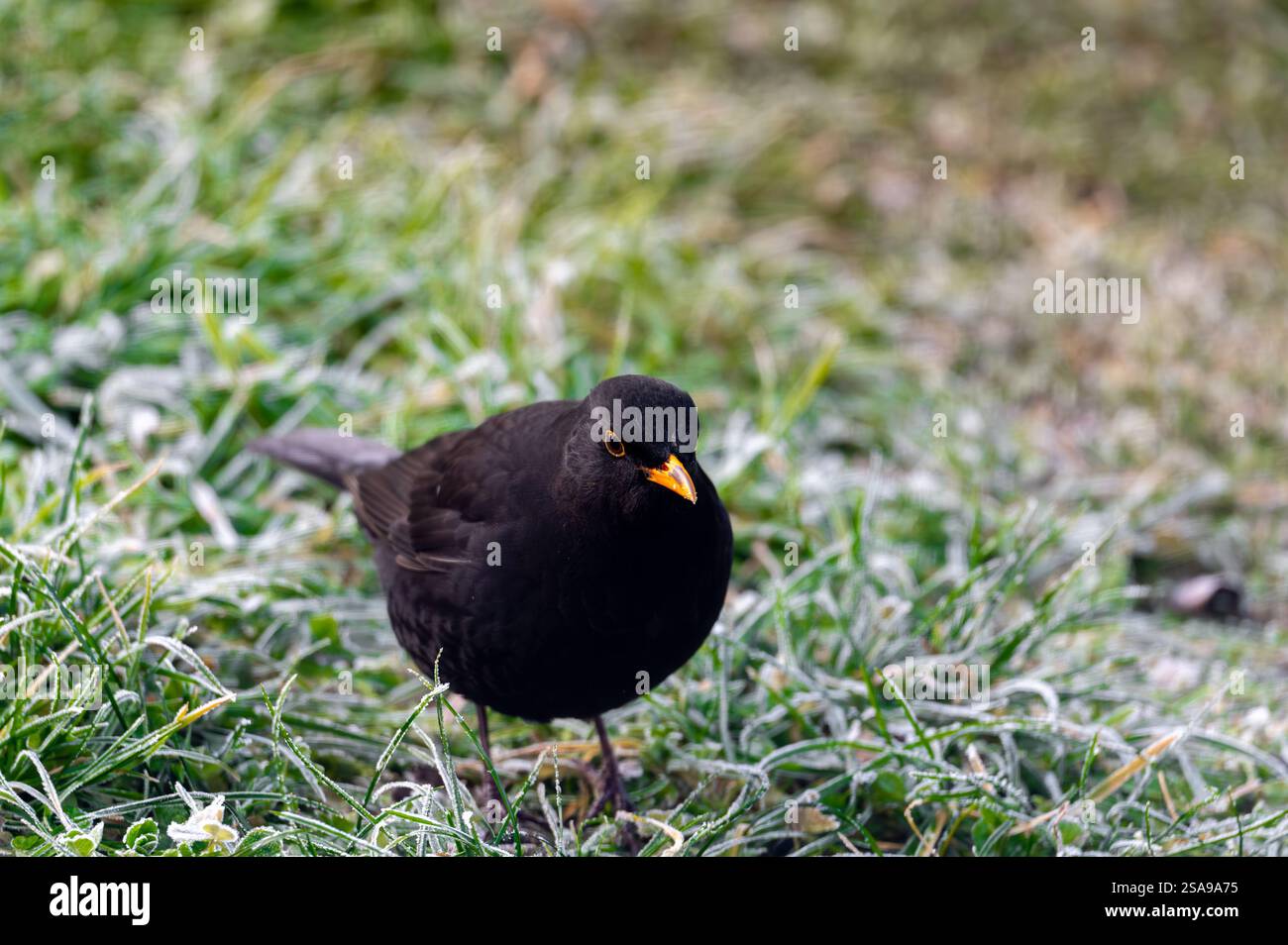 Un oiseau noir commun (Turdus merula) fourrage sur une pelouse gelée, à la recherche de graines à manger. Il regarde directement dans la caméra, capturant un moment de curi Banque D'Images