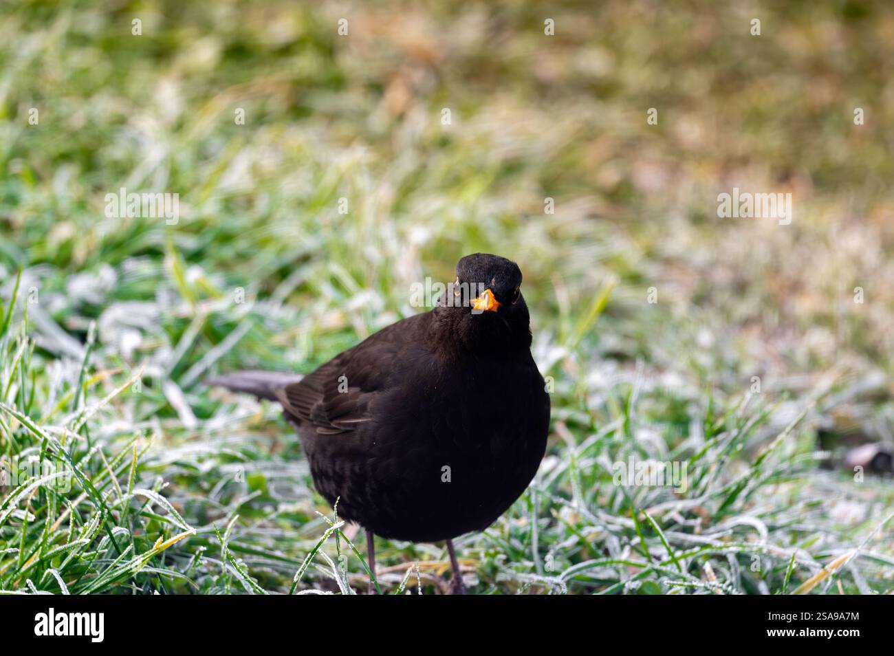 Un oiseau noir commun (Turdus merula) fourrage sur une pelouse gelée, à la recherche de graines à manger. Il regarde directement dans la caméra, capturant un moment de curi Banque D'Images
