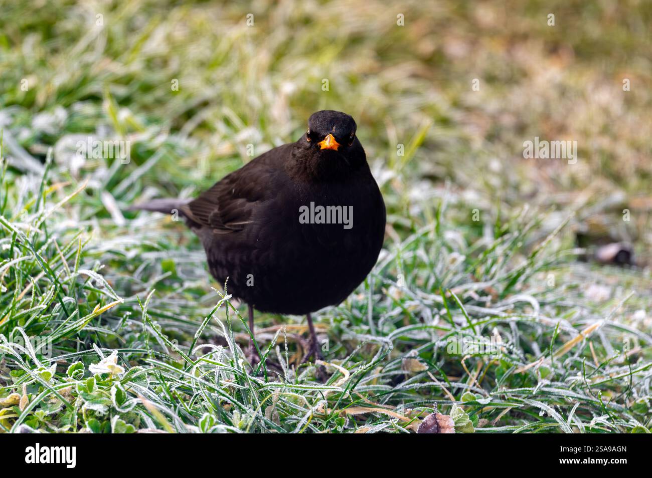 Un oiseau noir commun (Turdus merula) fourrage sur une pelouse gelée, à la recherche de graines à manger. Il regarde directement dans la caméra, capturant un moment de curi Banque D'Images