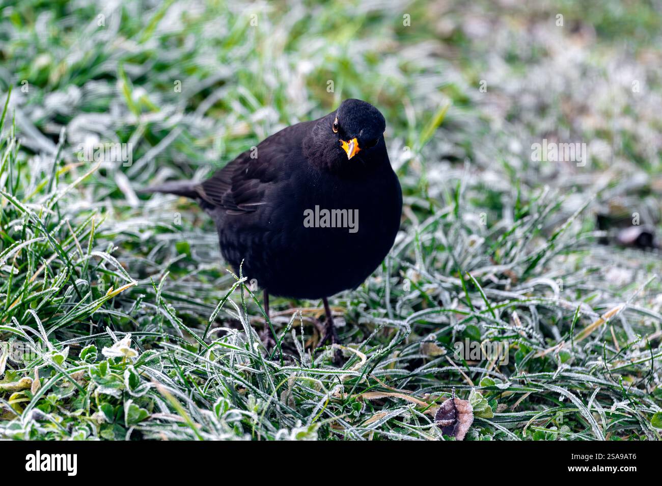 Un oiseau noir commun (Turdus merula) fourrage sur une pelouse gelée, à la recherche de graines à manger. Il regarde directement dans la caméra, capturant un moment de curi Banque D'Images