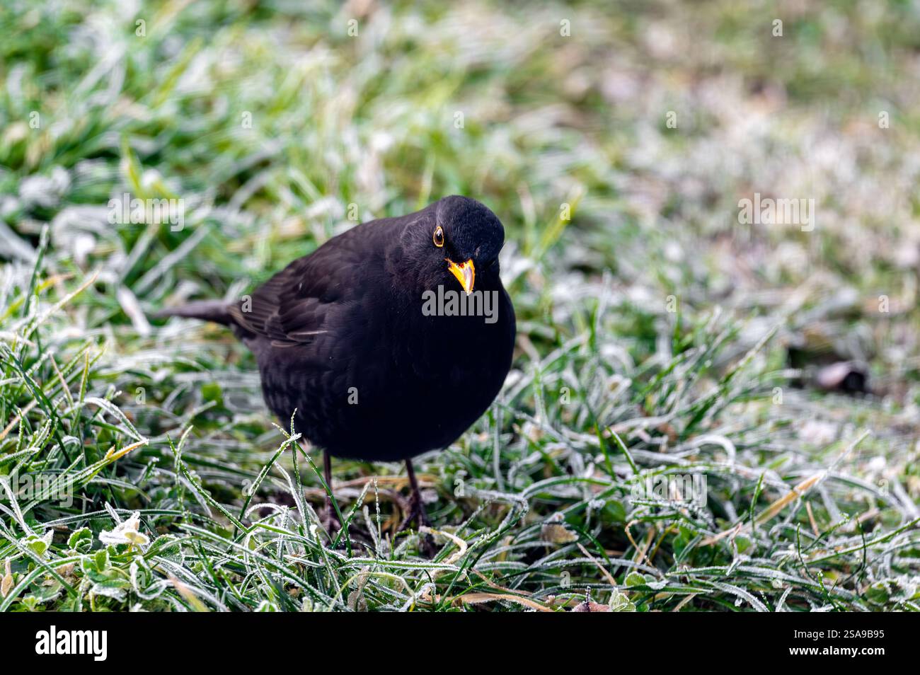 Un oiseau noir commun (Turdus merula) fourrage sur une pelouse gelée, à la recherche de graines à manger. Il regarde directement dans la caméra, capturant un moment de curi Banque D'Images