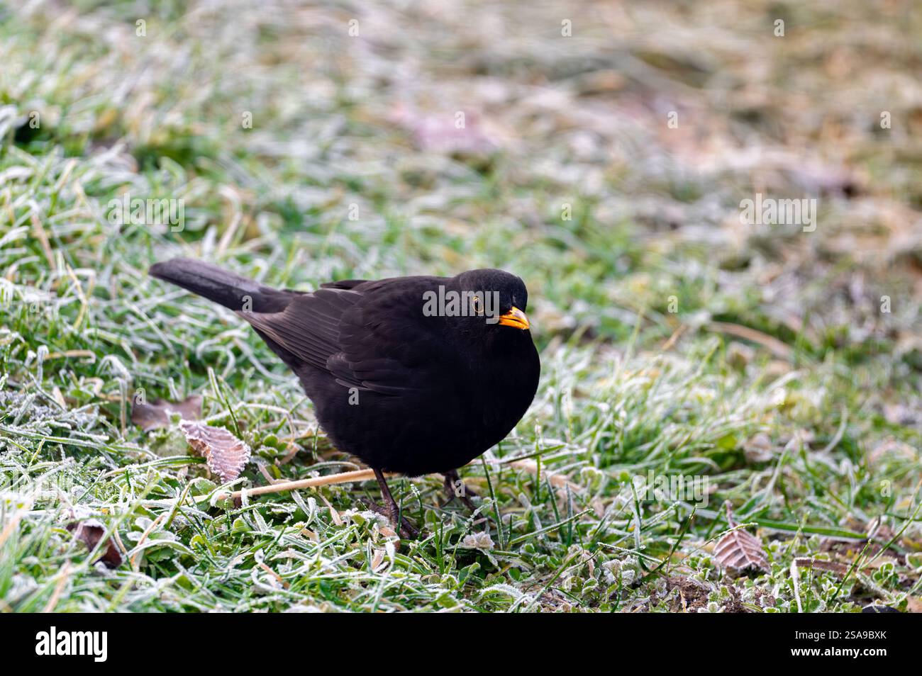 Un oiseau noir commun (Turdus merula) fourrage sur une pelouse gelée, à la recherche de graines à manger. Il regarde directement dans la caméra, capturant un moment de curi Banque D'Images