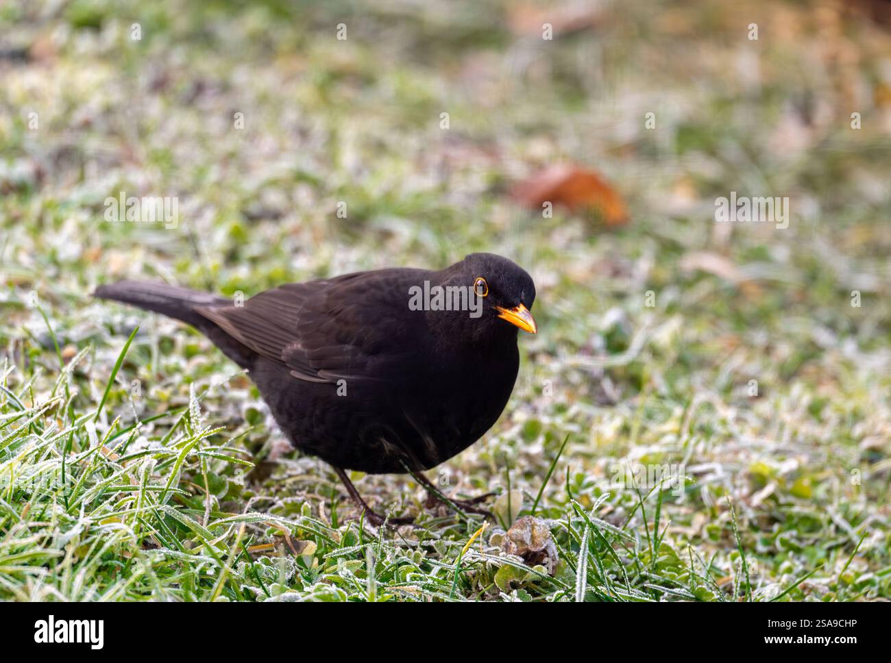 Un oiseau noir commun (Turdus merula) fourrage sur une pelouse gelée, à la recherche de graines à manger. Il regarde directement dans la caméra, capturant un moment de curi Banque D'Images