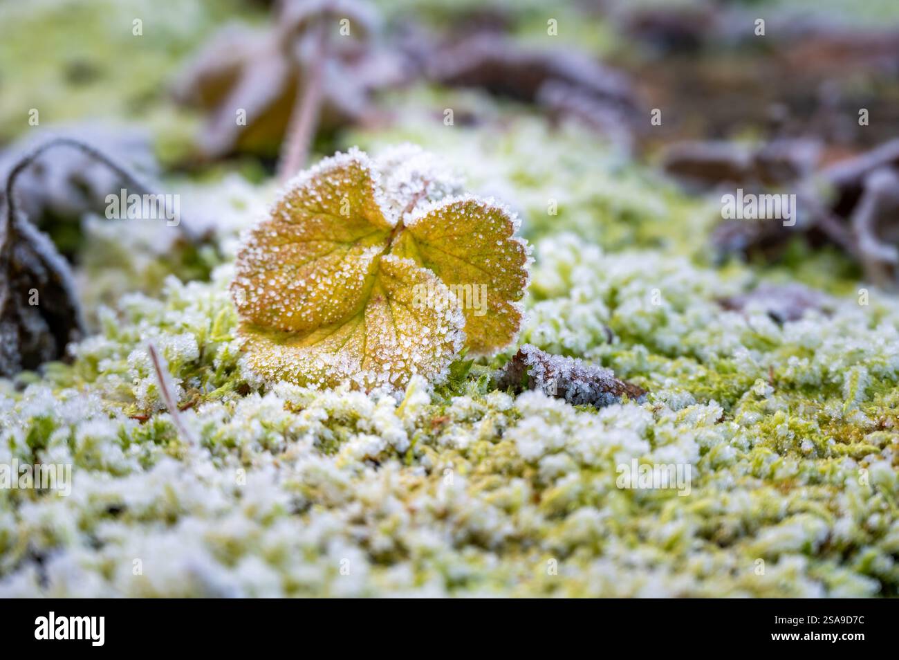 Gros plan de feuilles congelées recouvertes de cristaux de glace. Les feuilles affichent des nuances de vert, brun et rouge, créant un motif naturel abstrait qui rehausse Banque D'Images