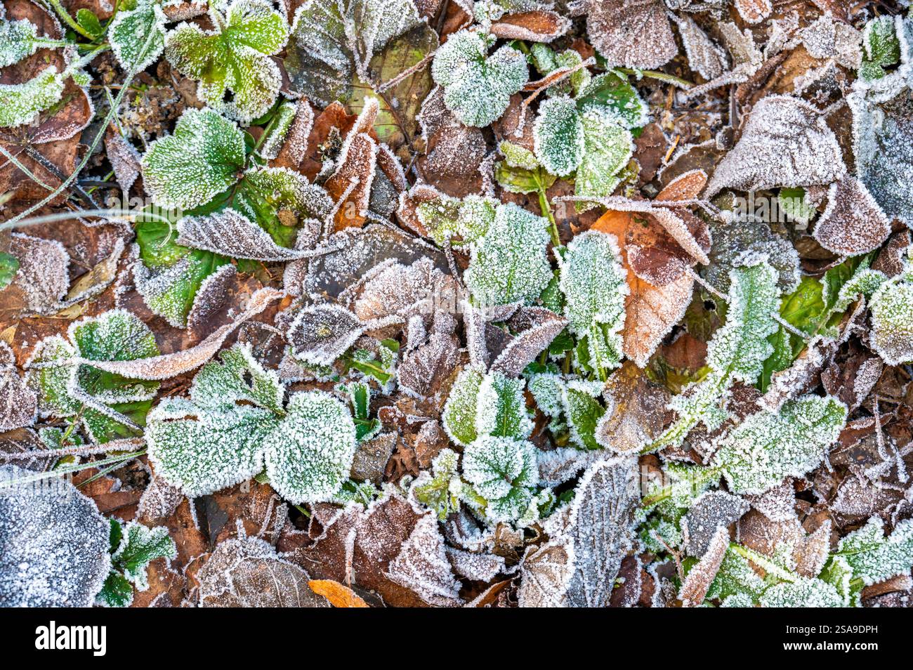 Gros plan de feuilles congelées recouvertes de cristaux de glace. Les feuilles affichent des nuances de vert, brun et rouge, créant un motif naturel abstrait qui rehausse Banque D'Images
