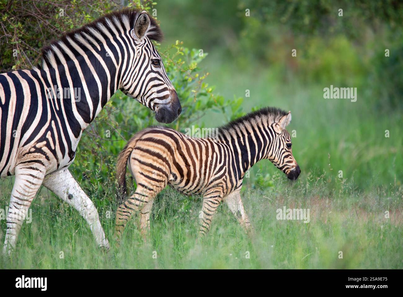 Portrait d'un zèbre de Burchell (Equus quagga burchellii) mère et poulain marchant ensemble Banque D'Images