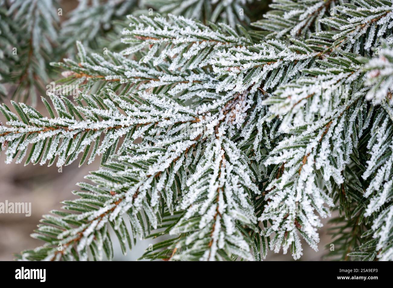 Gros plan d'une branche de conifère recouverte de délicats cristaux de glace. Les aiguilles gelées scintillent dans la lumière froide de l'hiver, mettant en valeur la beauté complexe de Banque D'Images