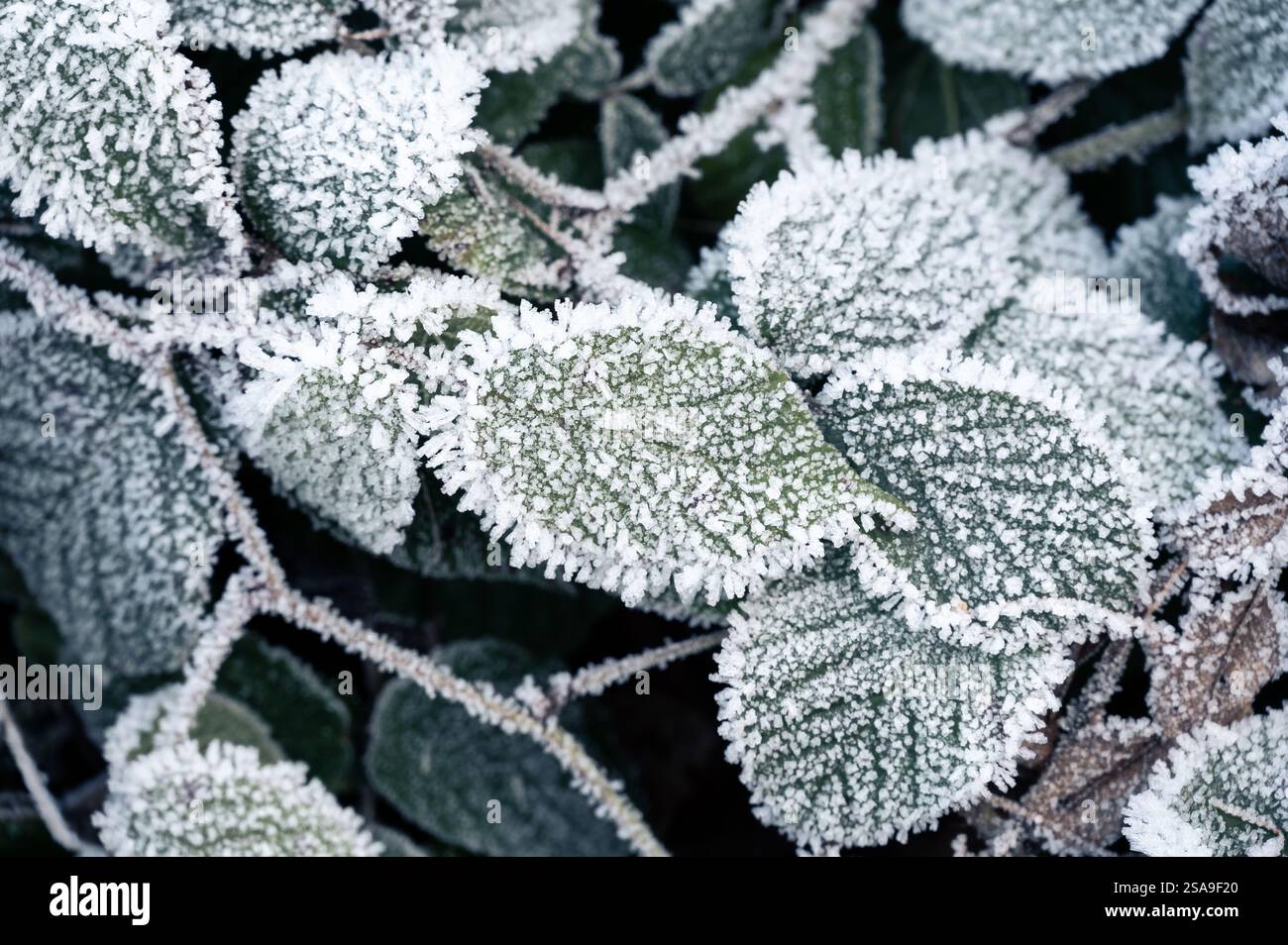 Gros plan de feuilles congelées recouvertes de cristaux de glace. Les feuilles affichent des nuances de vert, brun et rouge, créant un motif naturel abstrait qui rehausse Banque D'Images