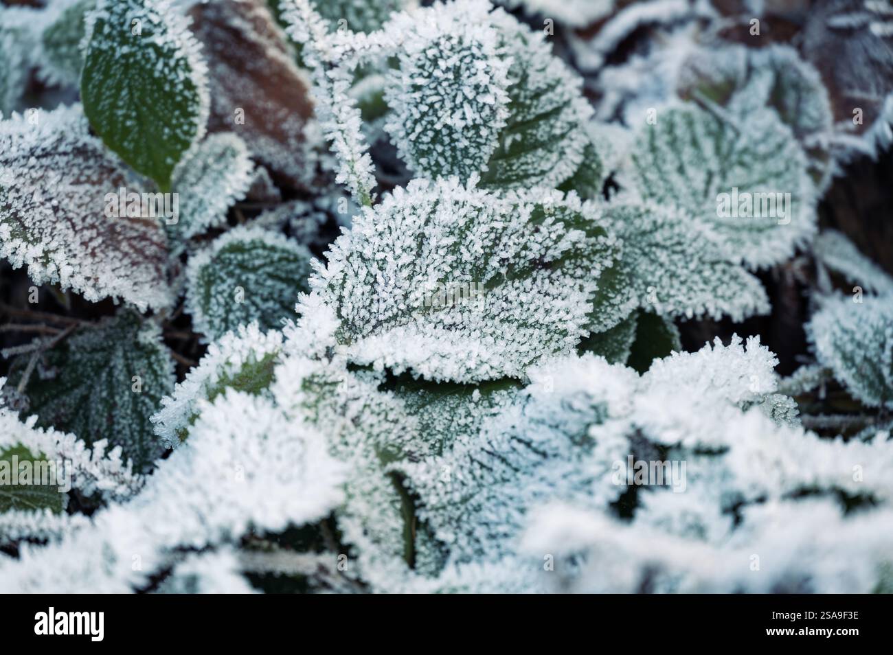 Gros plan de feuilles congelées recouvertes de cristaux de glace. Les feuilles affichent des nuances de vert, brun et rouge, créant un motif naturel abstrait qui rehausse Banque D'Images