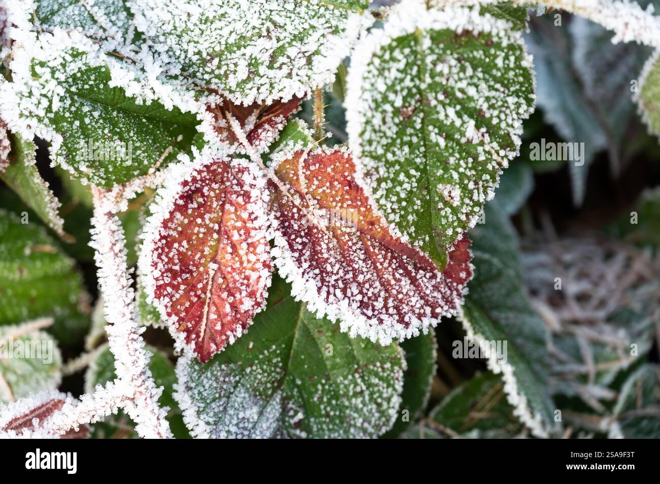 Gros plan de feuilles congelées recouvertes de cristaux de glace. Les feuilles affichent des nuances de vert, brun et rouge, créant un motif naturel abstrait qui rehausse Banque D'Images