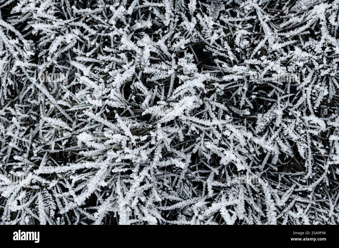 Herbe congelée et branches couvertes de délicats cristaux de glace. Les formations de gel complexes scintillent dans la lumière froide de l'hiver, soulignant la beauté o Banque D'Images