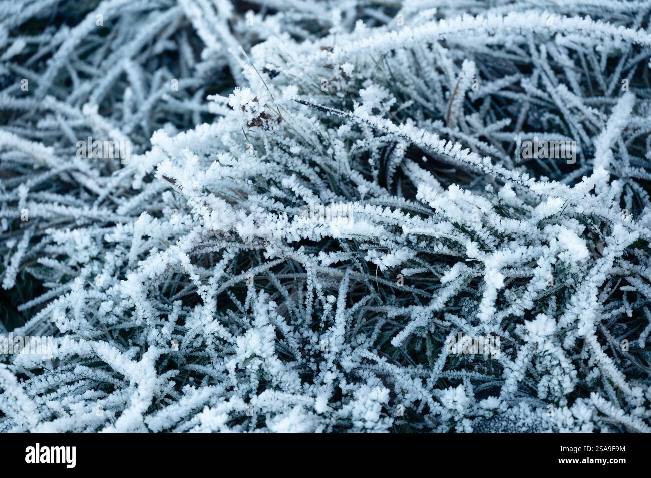 Herbe congelée et branches couvertes de délicats cristaux de glace. Les formations de gel complexes scintillent dans la lumière froide de l'hiver, soulignant la beauté o Banque D'Images