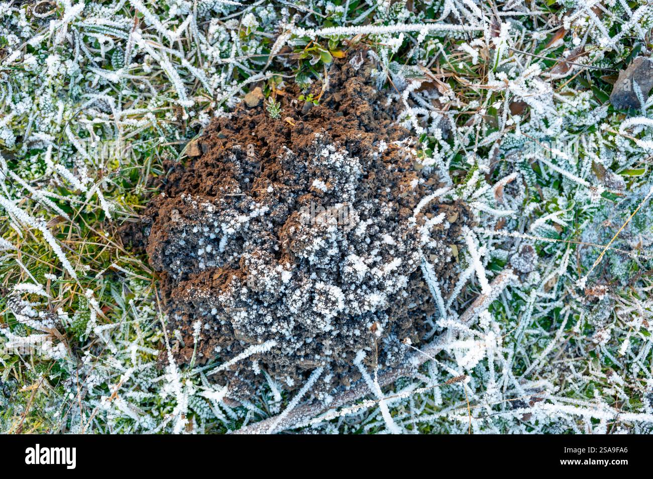 Vue de haut en bas d'une molehill gelée recouverte de glace. La surface texturée scintille dans la lumière froide, mettant en valeur des formations de gel complexes et les hars Banque D'Images