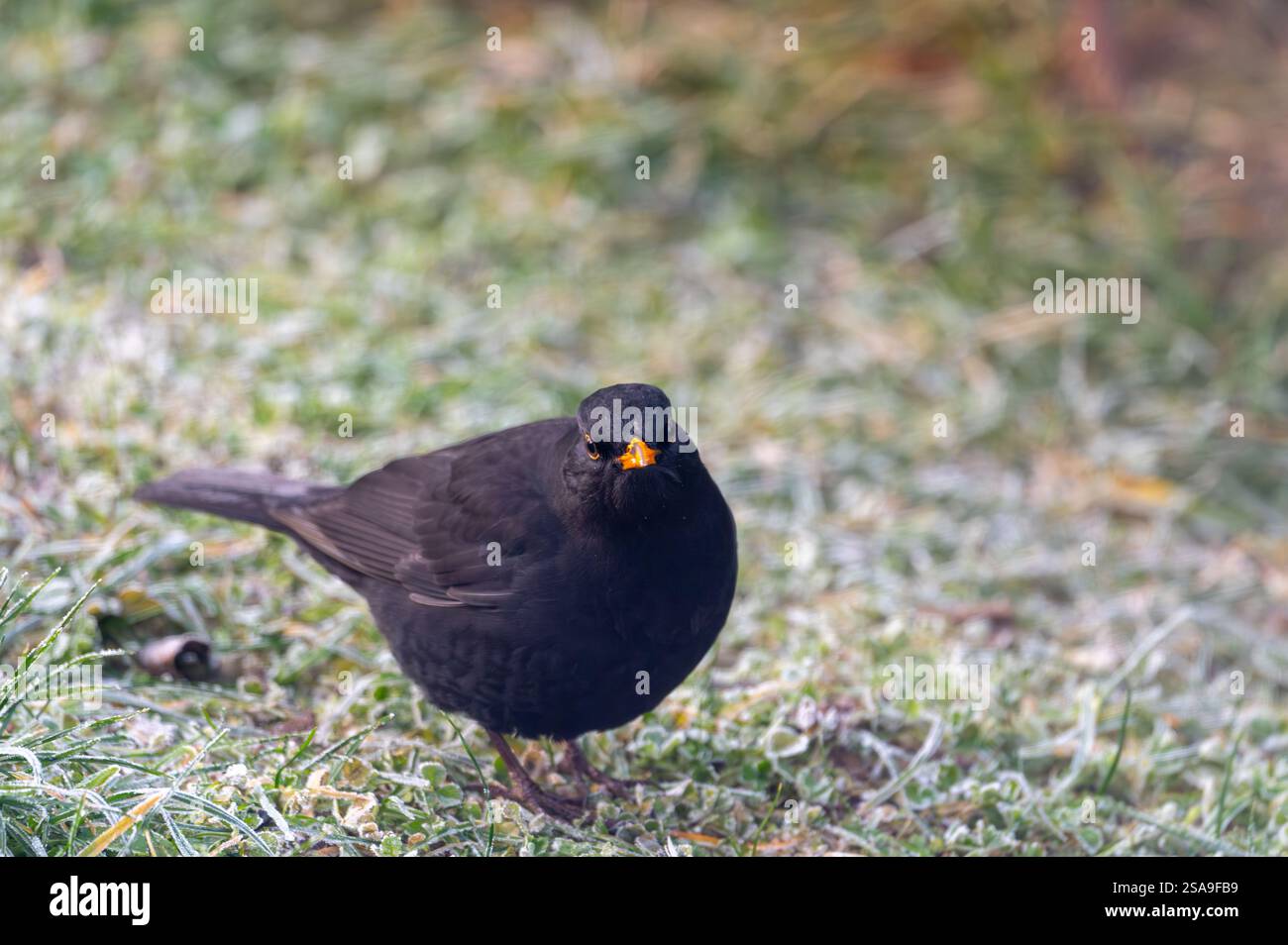 Un oiseau noir commun (Turdus merula) fourrage sur une pelouse gelée, à la recherche de graines à manger. Il regarde directement dans la caméra, capturant un moment de curi Banque D'Images