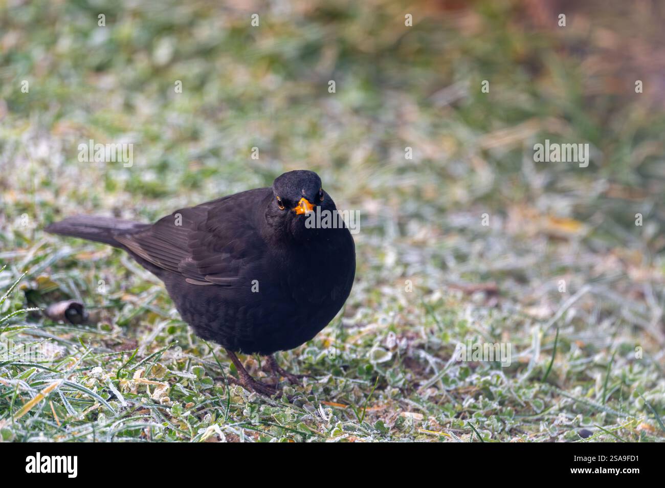 Un oiseau noir commun (Turdus merula) fourrage sur une pelouse gelée, à la recherche de graines à manger. Il regarde directement dans la caméra, capturant un moment de curi Banque D'Images