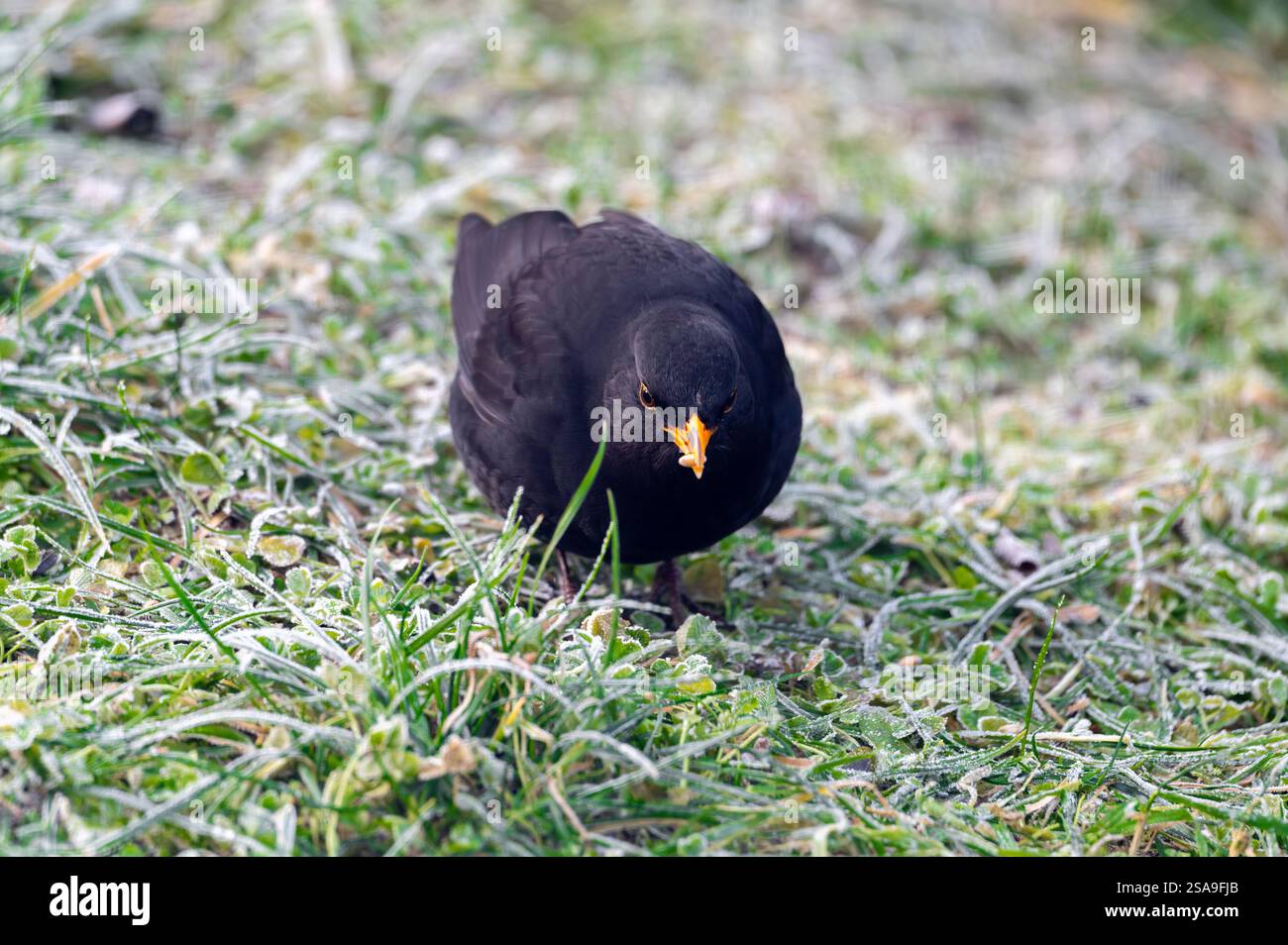 Un oiseau noir commun (Turdus merula) fourrage sur une pelouse gelée, à la recherche de graines à manger. Il regarde directement dans la caméra, capturant un moment de curi Banque D'Images