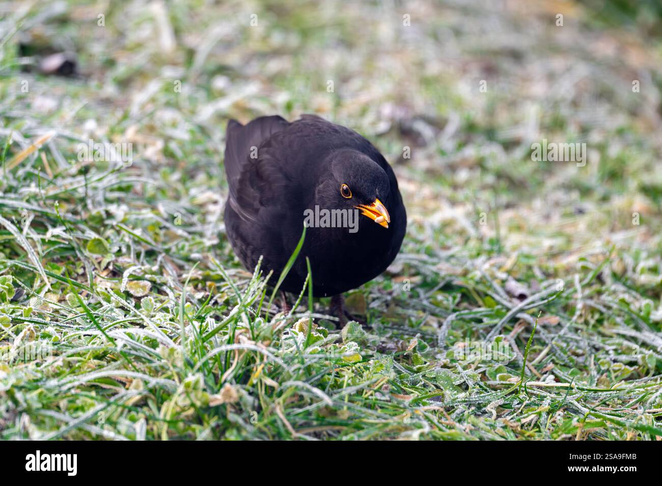 Un oiseau noir commun (Turdus merula) fourrage sur une pelouse gelée, à la recherche de graines à manger. Il regarde directement dans la caméra, capturant un moment de curi Banque D'Images