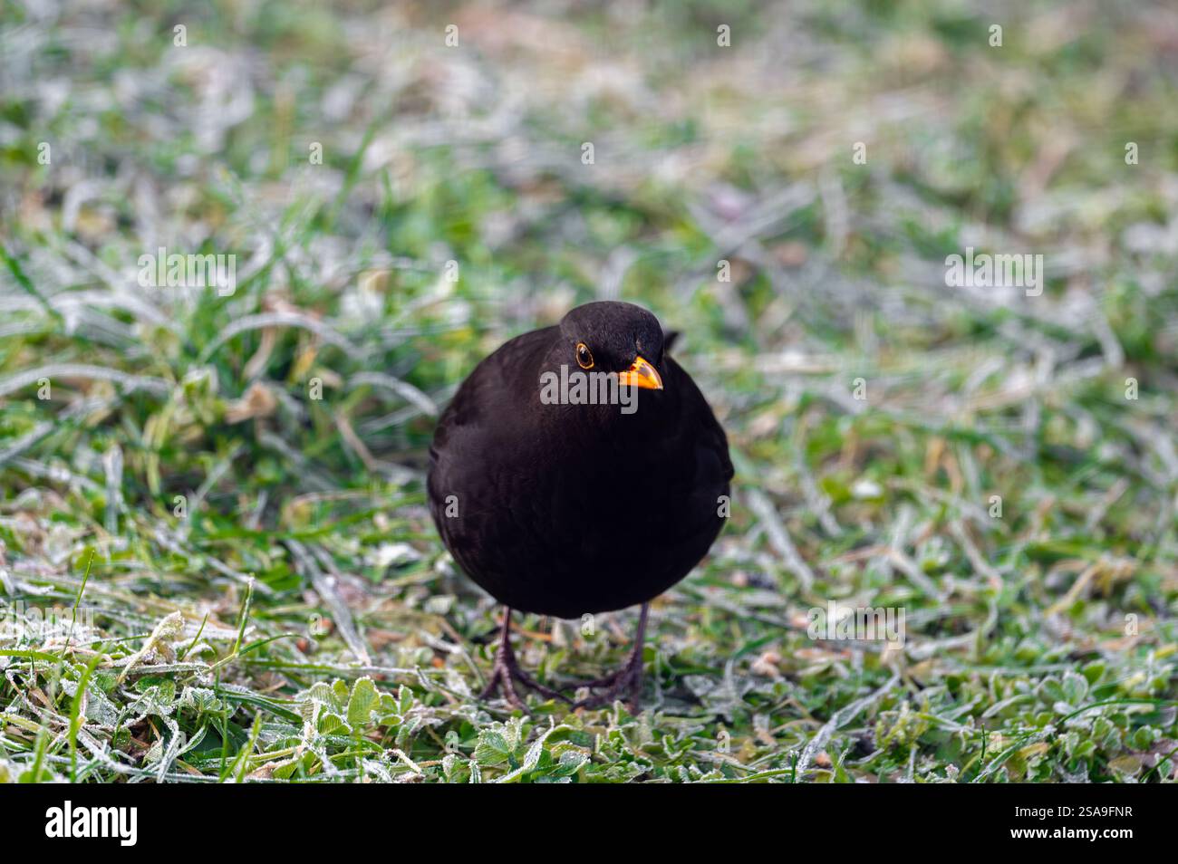 Un oiseau noir commun (Turdus merula) fourrage sur une pelouse gelée, à la recherche de graines à manger. Il regarde directement dans la caméra, capturant un moment de curi Banque D'Images