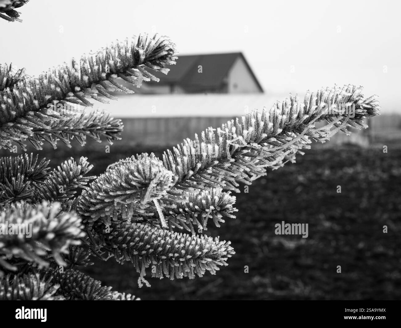 Image en noir et blanc d'un givre mûr ou d'un givre sur les branches d'un épinette bleue (Picea pungens). Banque D'Images