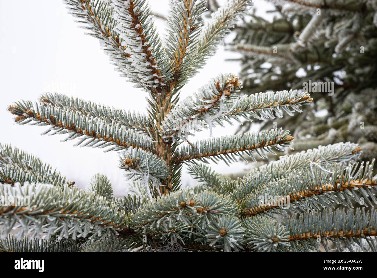 Les aiguilles d'une épinette bleue sont recouvertes de givre Banque D'Images