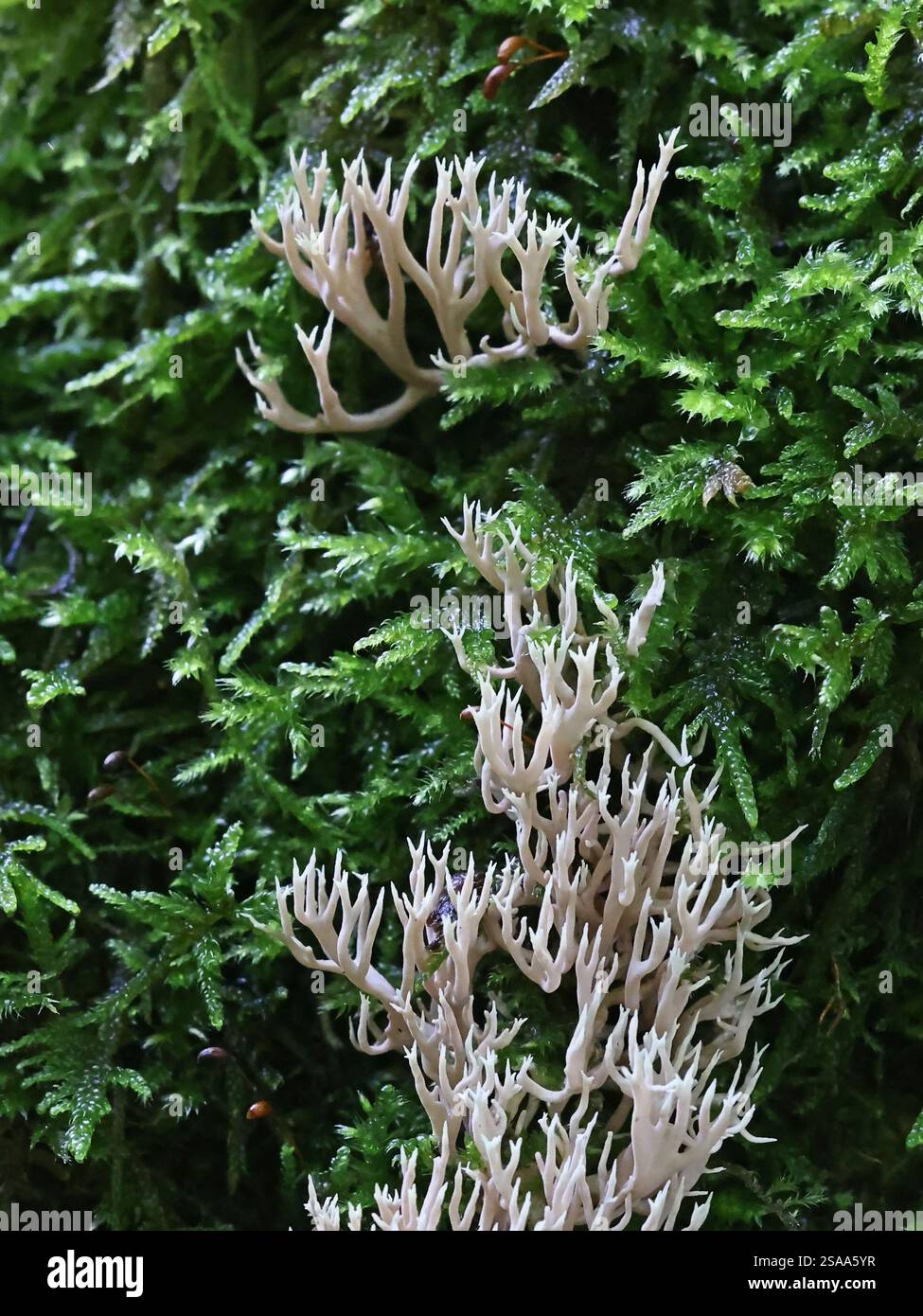 Lentaria byssiseda, un champignon de corail de Finlande, pas de nom anglais commun Banque D'Images Lentaria byssiseda, un champignon de corail de Finlande, pas de nom anglais commun Banque D'Images
