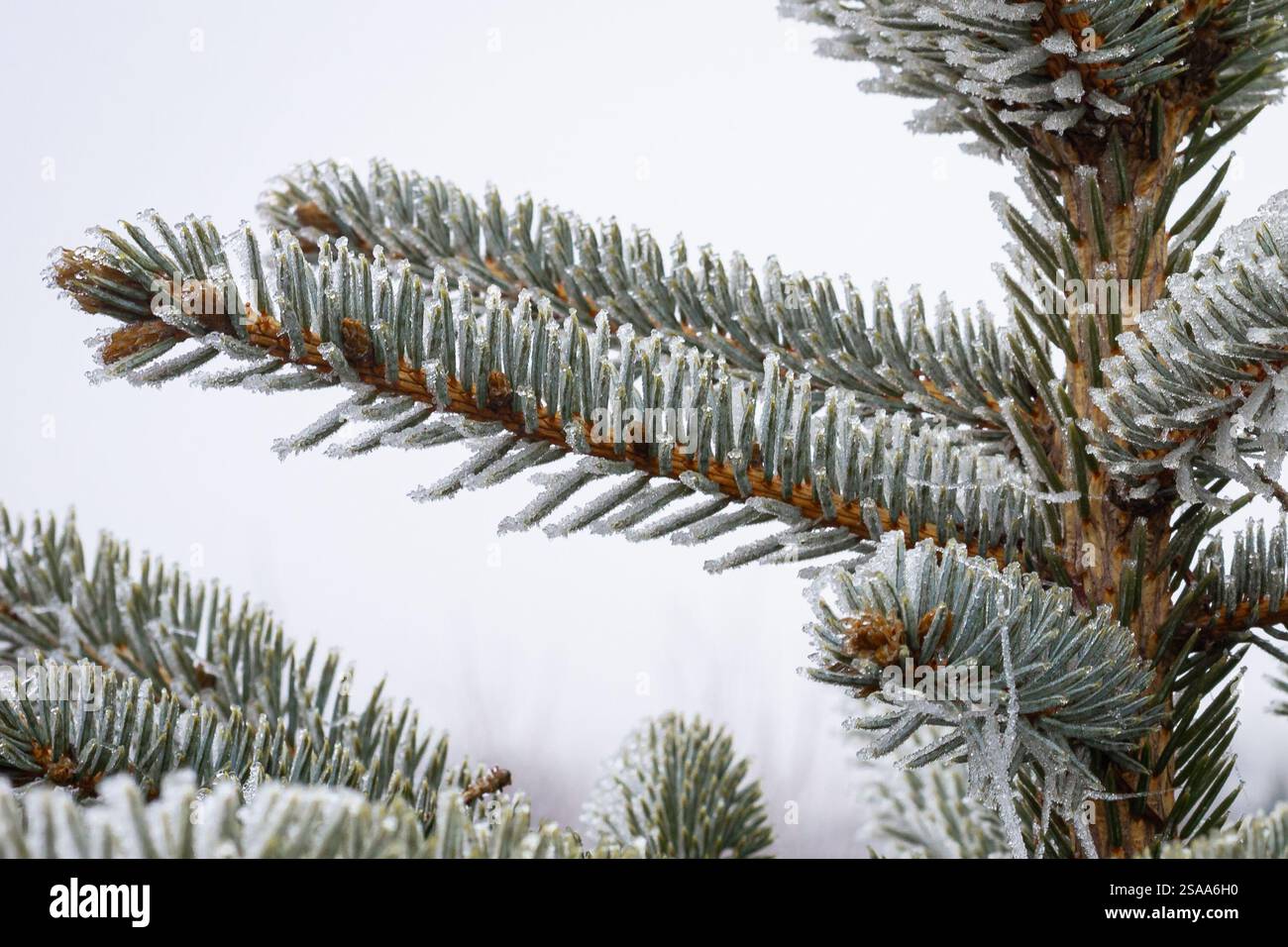 Les aiguilles d'une épinette bleue sont recouvertes de glace à la rime ou de givre Banque D'Images