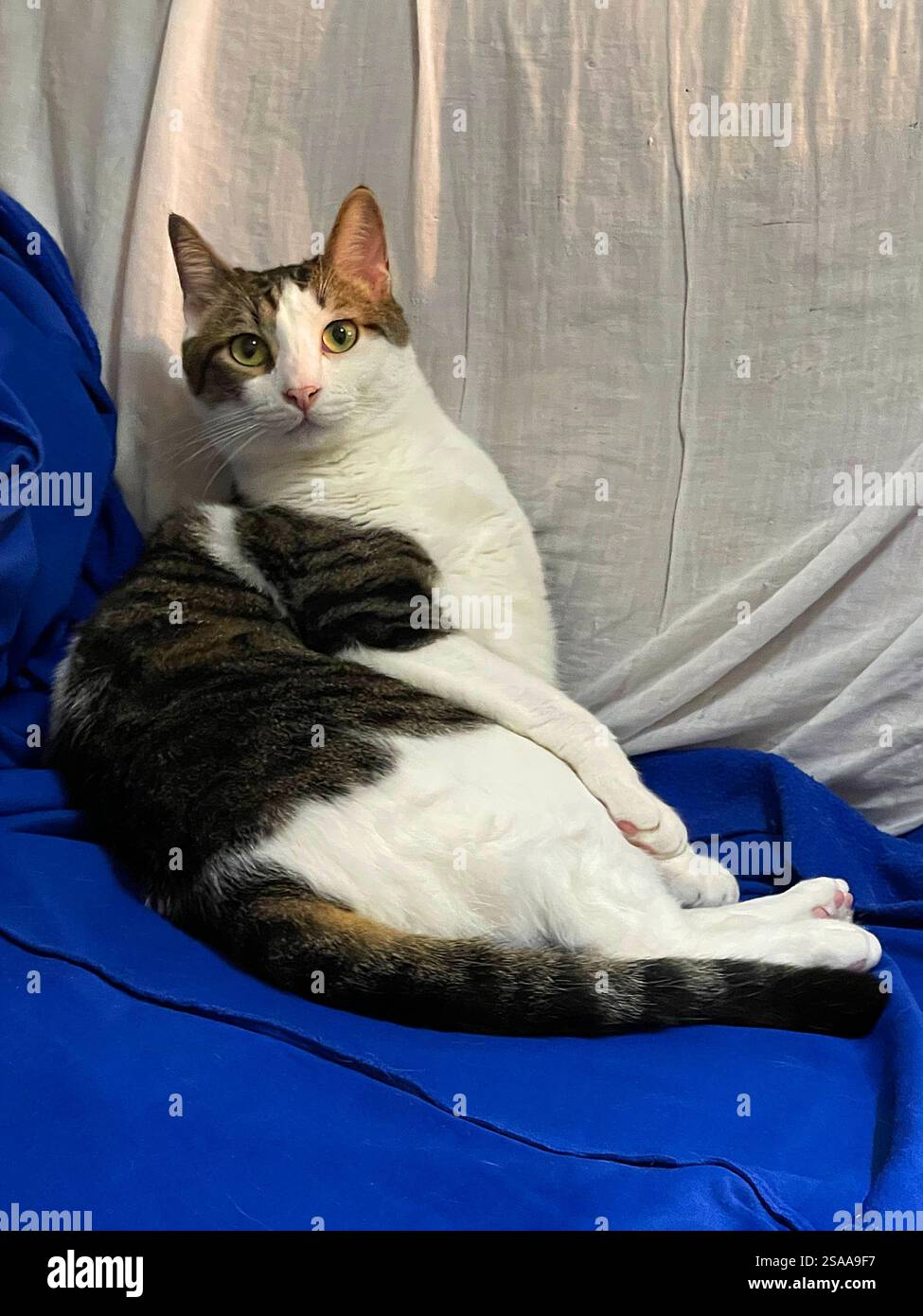 Tabby et blanc cat sitting. - Image de stock capturée avec un smartphone