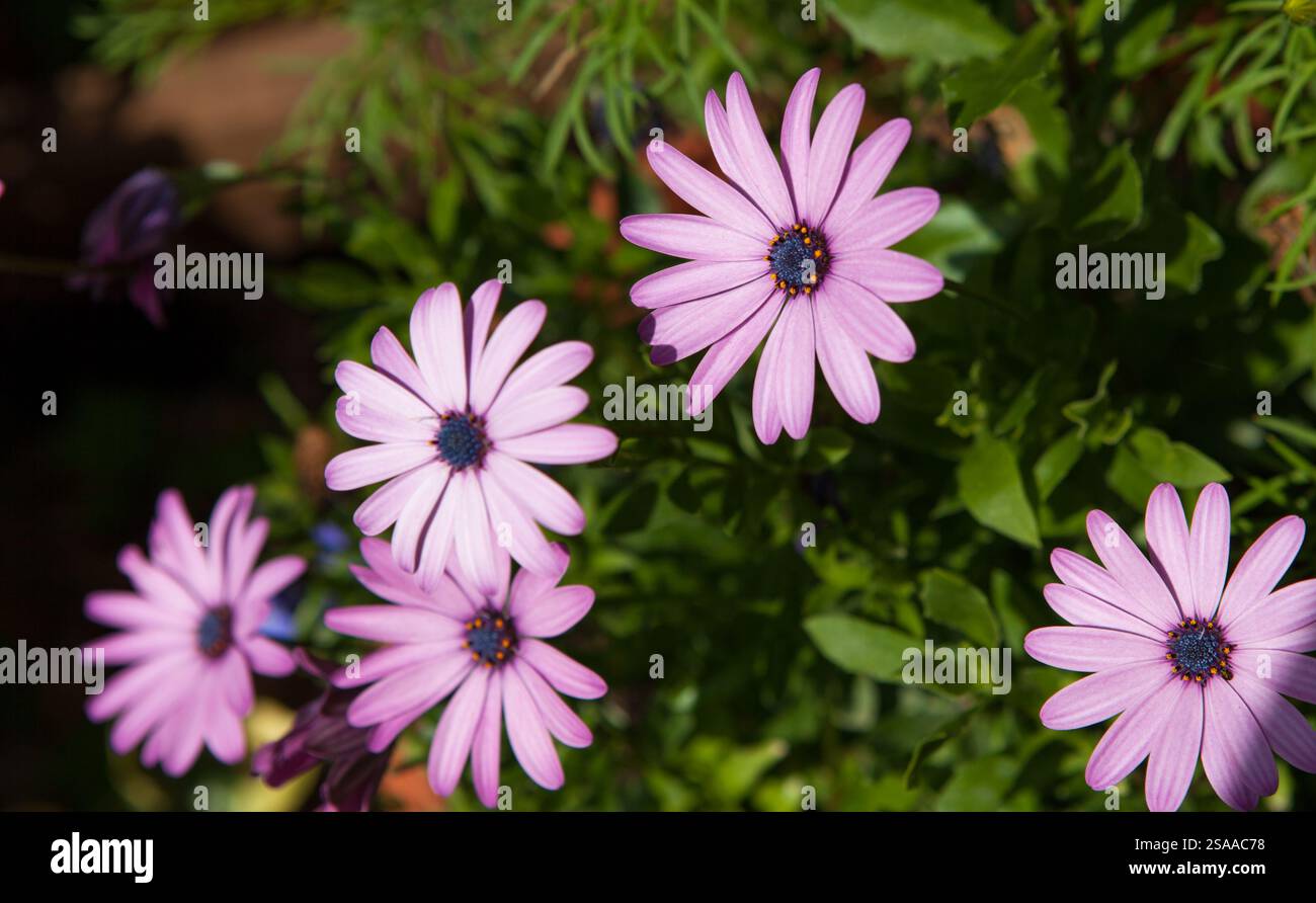 Osteospermum fleurit dans un jardin d'été anglais Banque D'Images