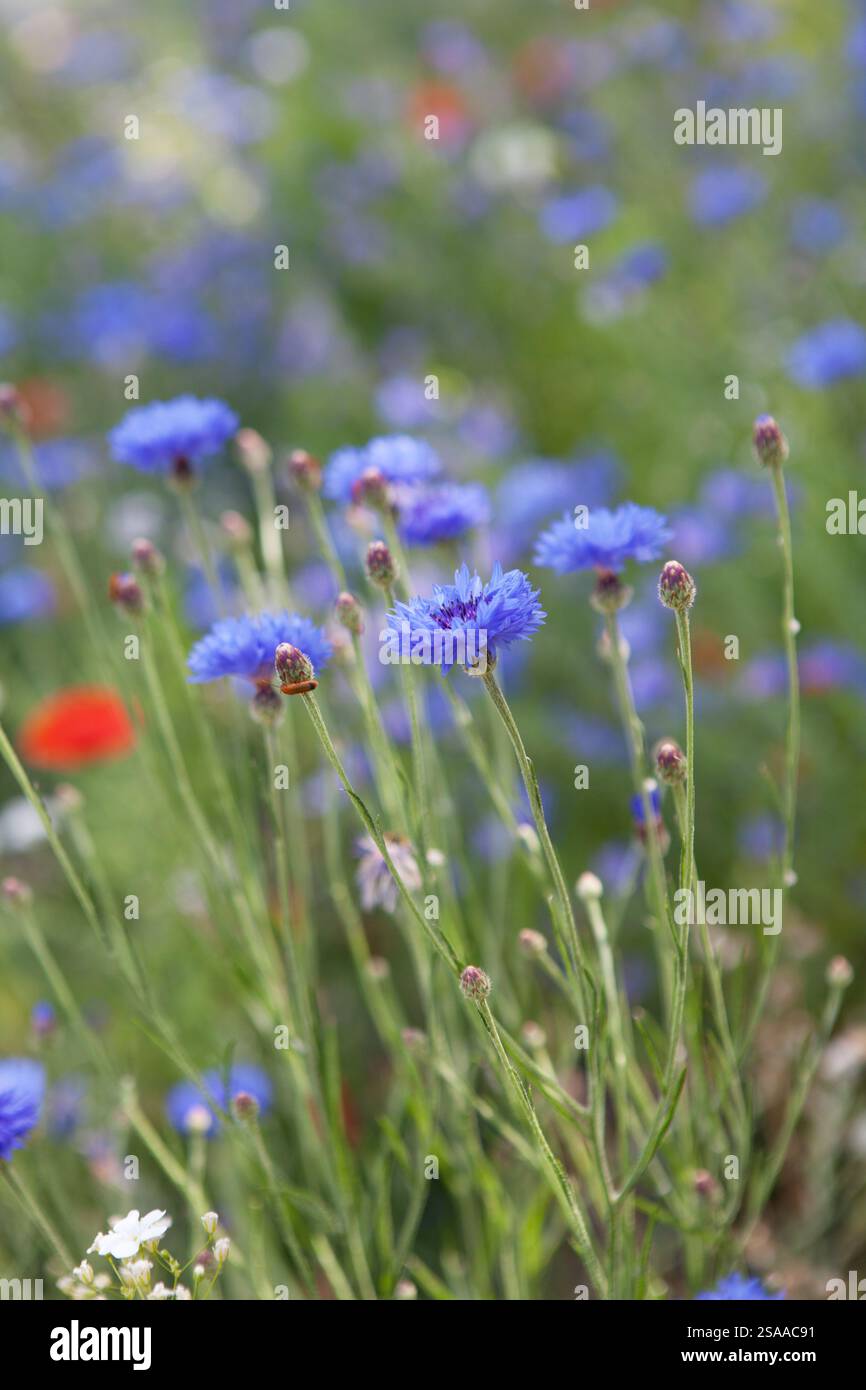 Wild Flower Meadow dans le Suffolk Royaume-Uni Banque D'Images