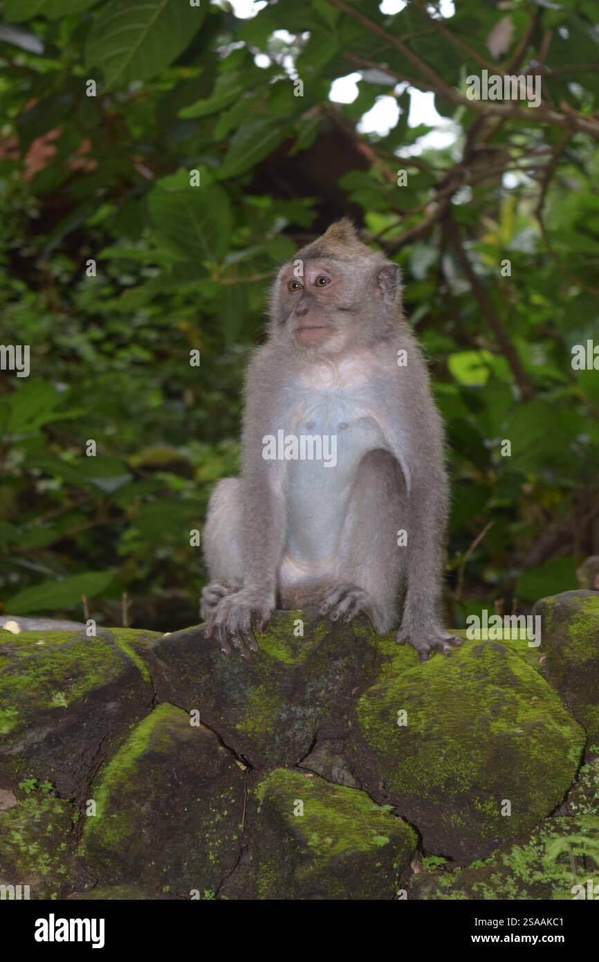 Temple des singes, Bali 8035, Sangeh Banque D'Images