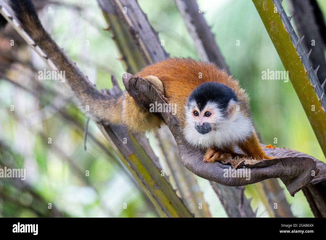 Costa Rica, péninsule d'Osa. Singe Squrirrel (Saimiri sciureus). Banque D'Images