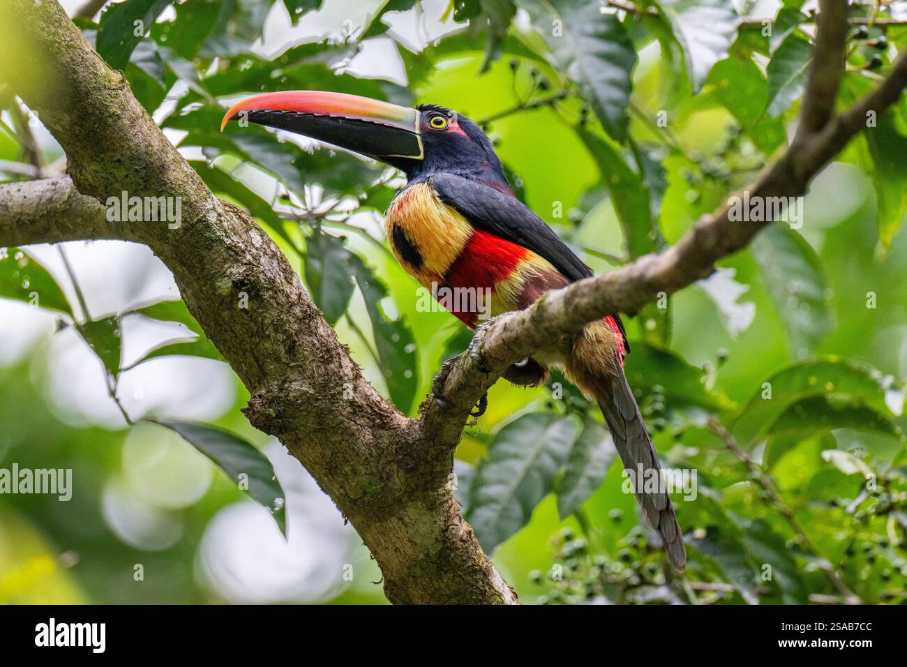 Costa Rica, Côte Pacifique, péninsule d'Osa, Tiskita. Aracari à facture ardente. Banque D'Images