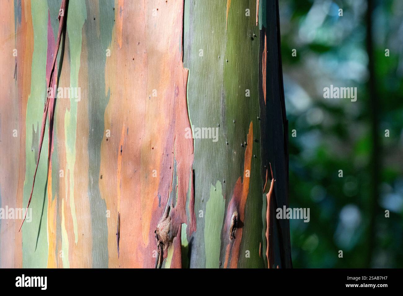 Costa Rica, Côte Pacifique, péninsule d'Osa, Tiskita. Détail de l'eucalyptus arc-en-ciel coloré aka Eucalyptus deglupta, gomme de Mindanao, ou gomme arc-en-ciel. Banque D'Images