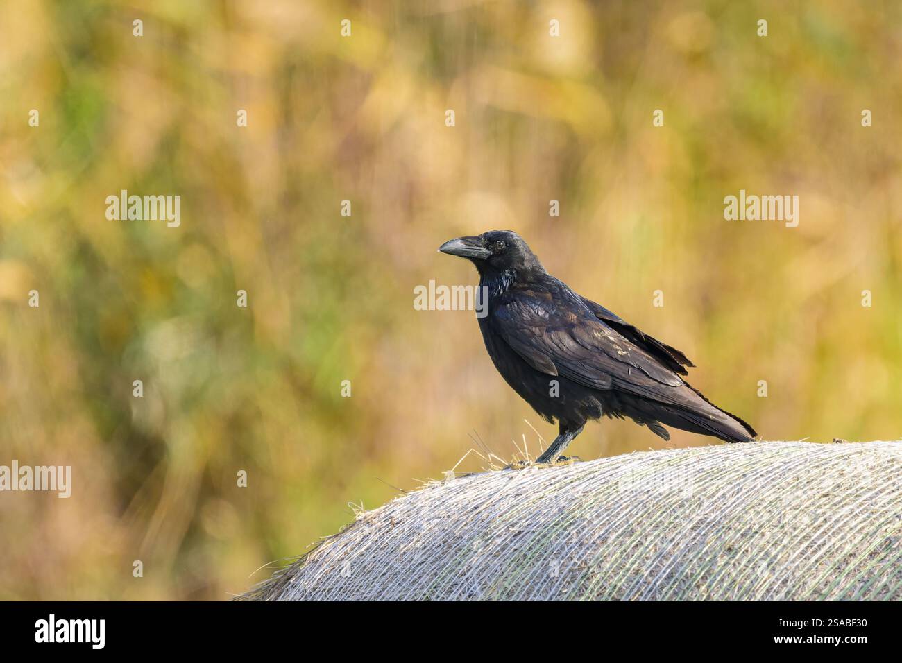Un corbeau du Nord assis sur une balle de paille, jour ensoleillé à la fin de l'été Banque D'Images