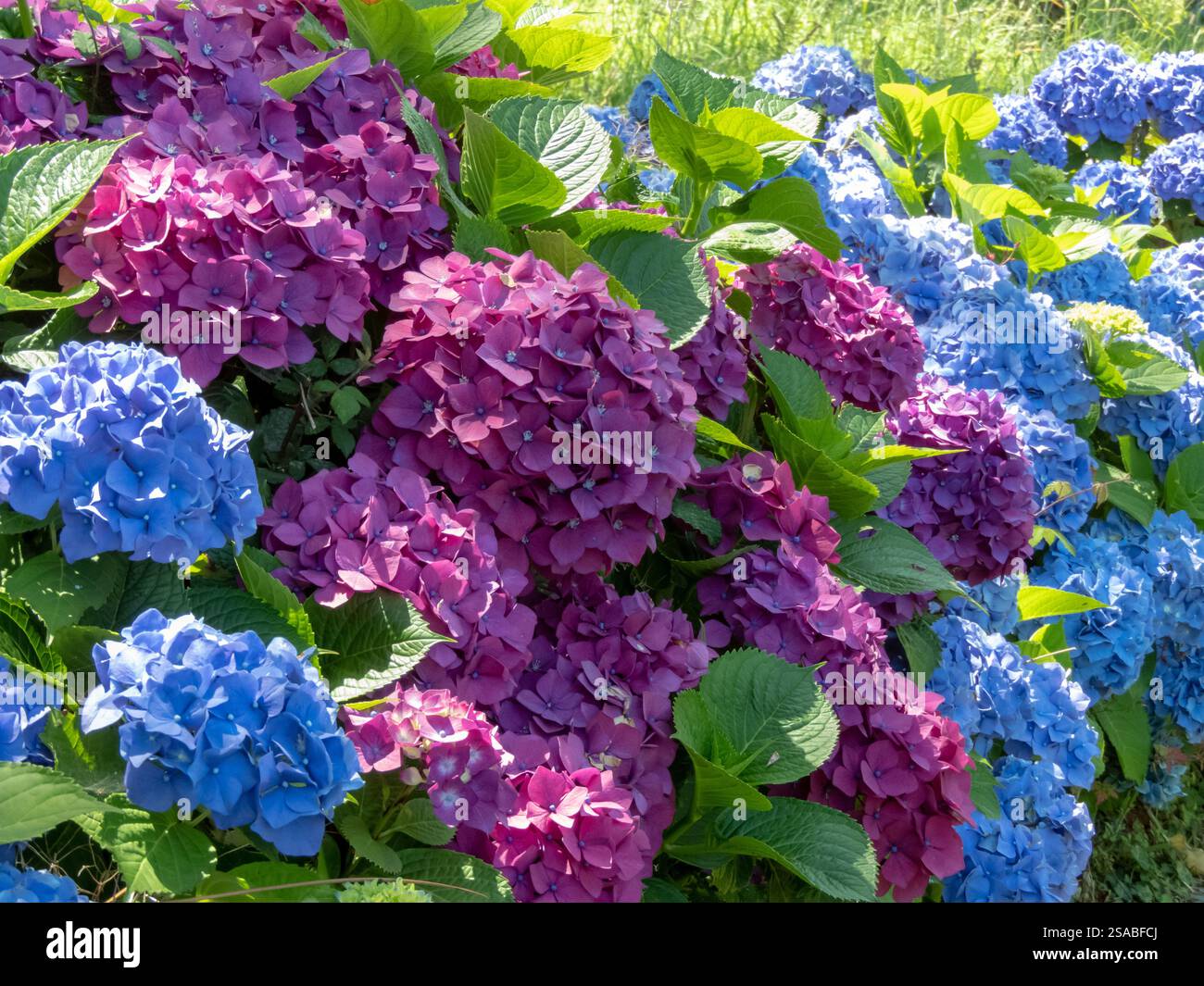 Arbuste ornemental hortensia avec fleurs violettes et bleues. Gros plan sur la haie d'hortensia. Têtes de fleurs multicolores Hortensia. Floraison d'hortensia française Banque D'Images