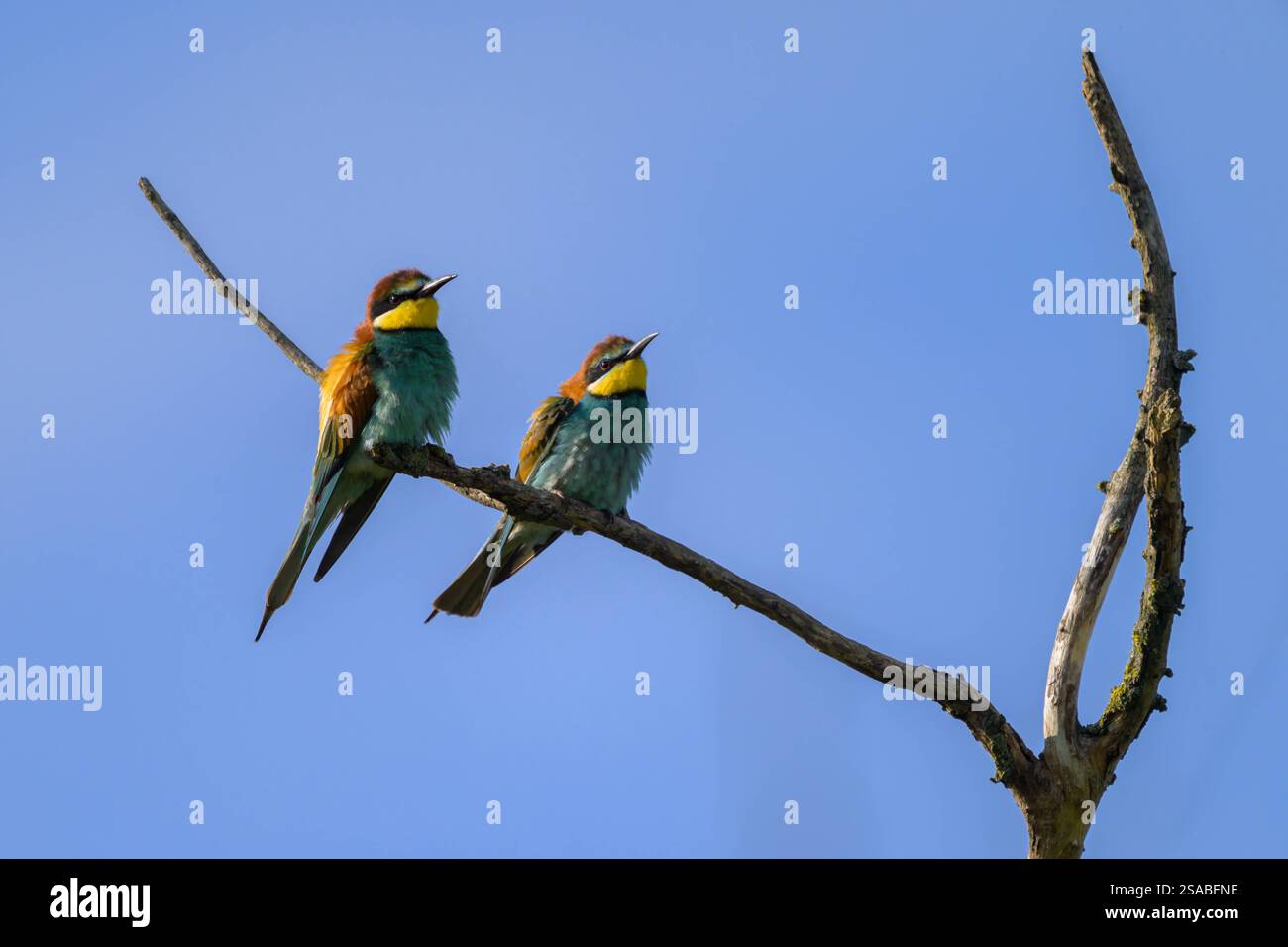 Deux mangeurs d'abeilles européens reposant sur un arbre, journée ensoleillée au printemps, ciel bleu, Autriche Weiden am See Austria Banque D'Images