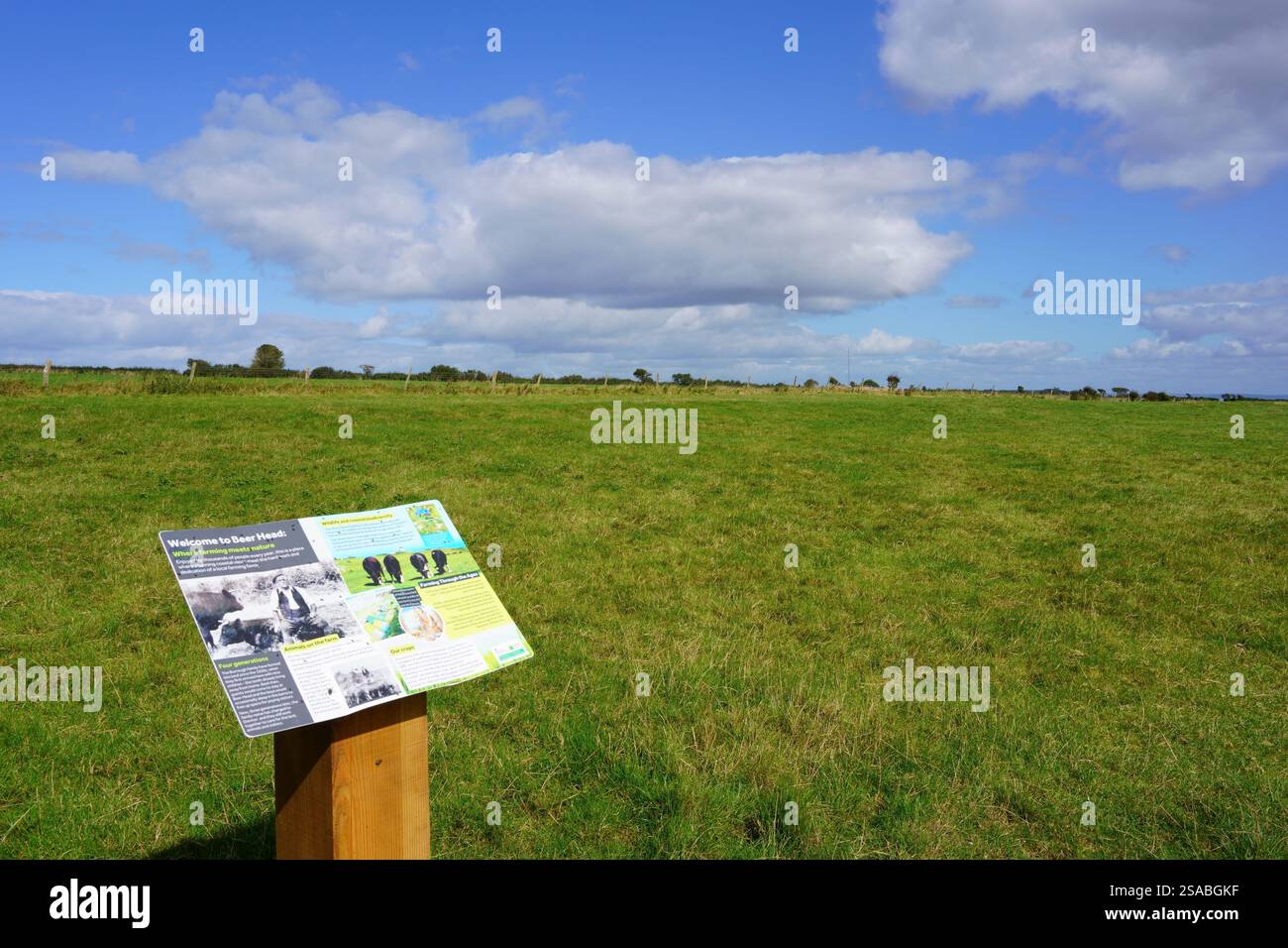 South Down Common, Beer Head, Jurassic Coast. Devon, Angleterre, Royaume-Uni en septembre Banque D'Images